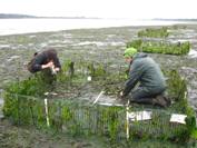 PRIME 2009 Intern Sea-oh McConville doing field work in Coos Bay